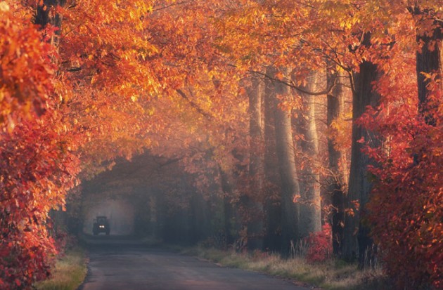 10 Startling Tree Tunnels You Must Walk Through