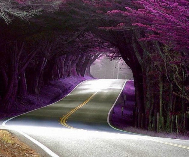 10 Startling Tree Tunnels You Must Walk Through (2)