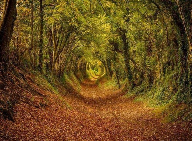 10 Startling Tree Tunnels You Must Walk Through