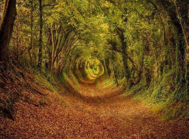 10 Startling Tree Tunnels You Must Walk Through (4)