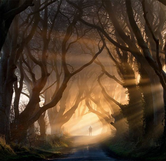 10 Startling Tree Tunnels You Must Walk Through (5)