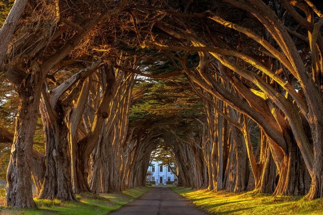 10 Startling Tree Tunnels You Must Walk Through (6)