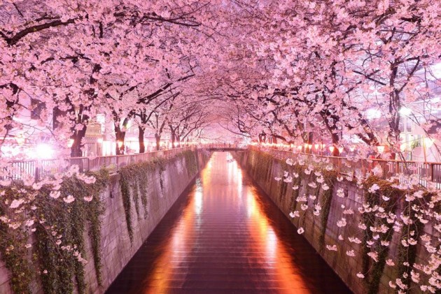 10 Startling Tree Tunnels You Must Walk Through