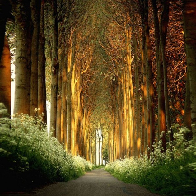 10 Startling Tree Tunnels You Must Walk Through (8)