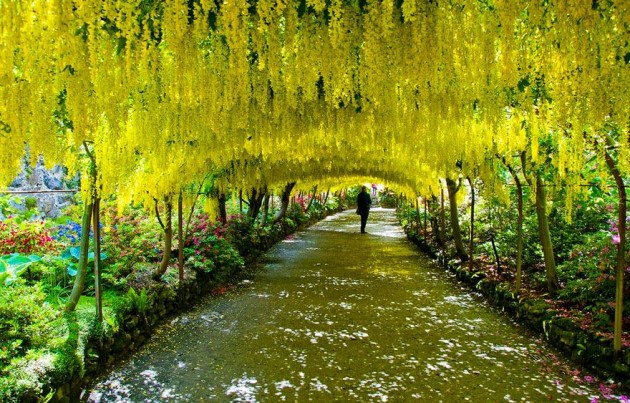 10 Startling Tree Tunnels You Must Walk Through (9)