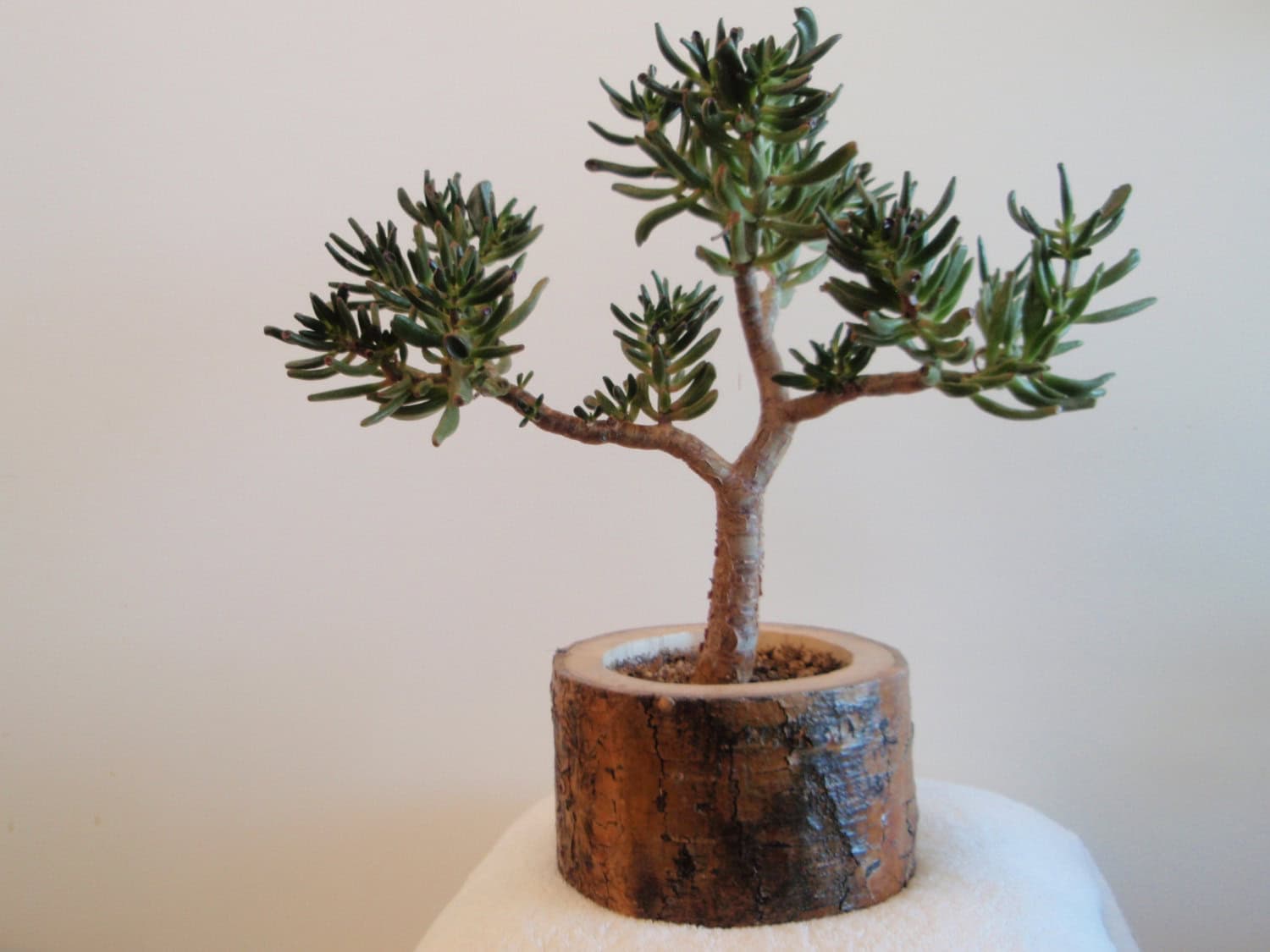 Medium Rustic Aspen Planter Source