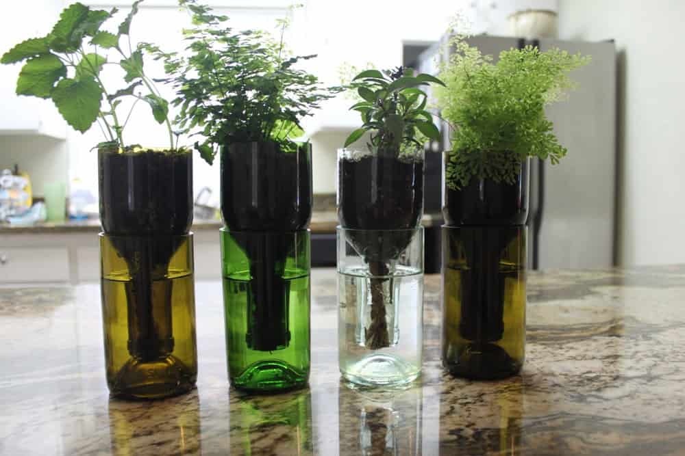 Wine Bottle Hydro Planter (Self Watering) Source
