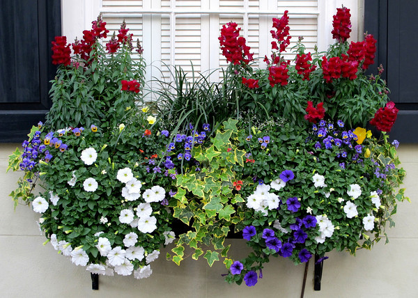 19 Irresistible Flower Box Ideas For Your Windows