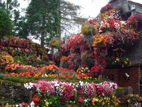 colour-garden-hanging-baskets