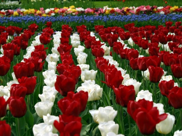 ltulip-garden-flower-hd-wallpapers-cool-desktop-background-images-widescreen