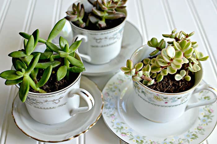 Succulent Tea Cups 11