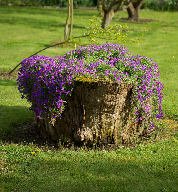 Decorate Your Garden With Tree Stumps, Landscaping Around A Tree Stump