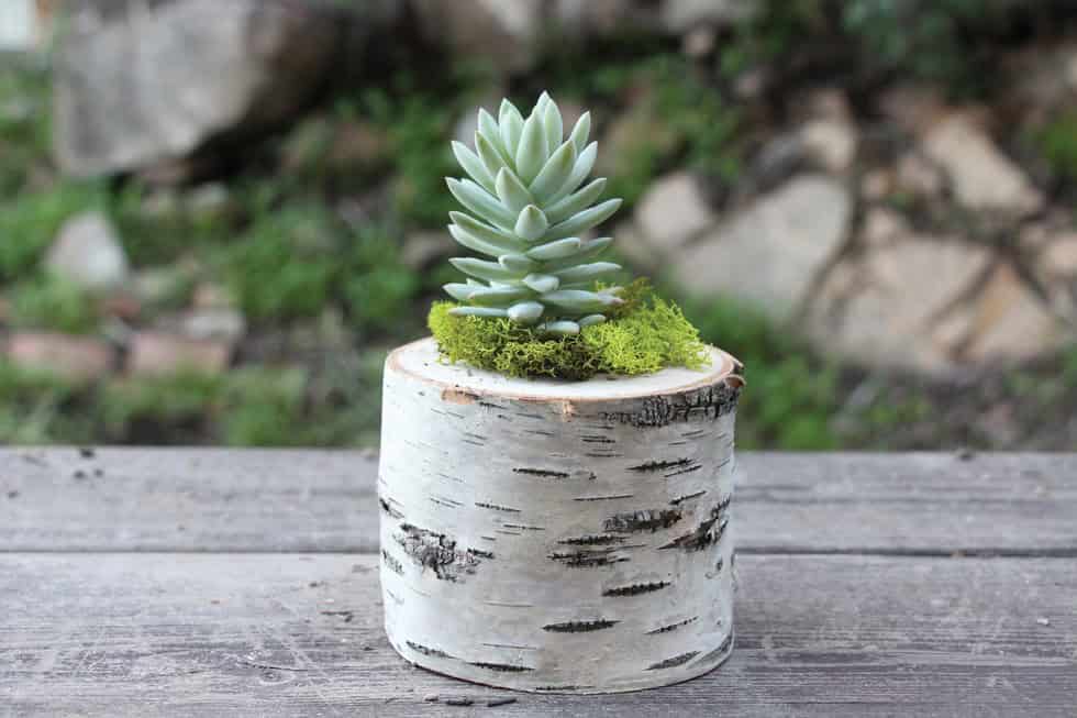 17 Awe-Inspiring Log Centerpiece Designs To Adorn Your Dining Table 7