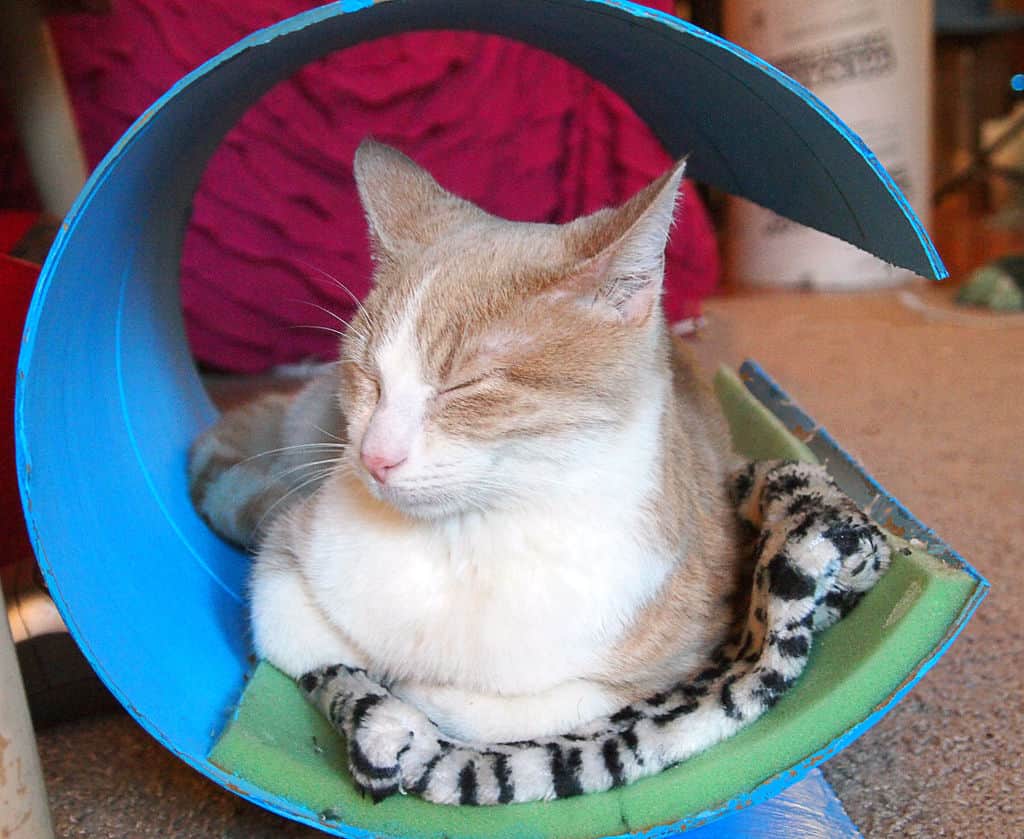 19 Most Amazing Ideas To Make Cool & Cozy Bed For Your Cat