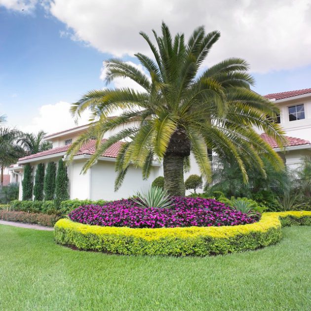 Decorate Your Landscape With Palm Trees, Palm Tree Landscaping