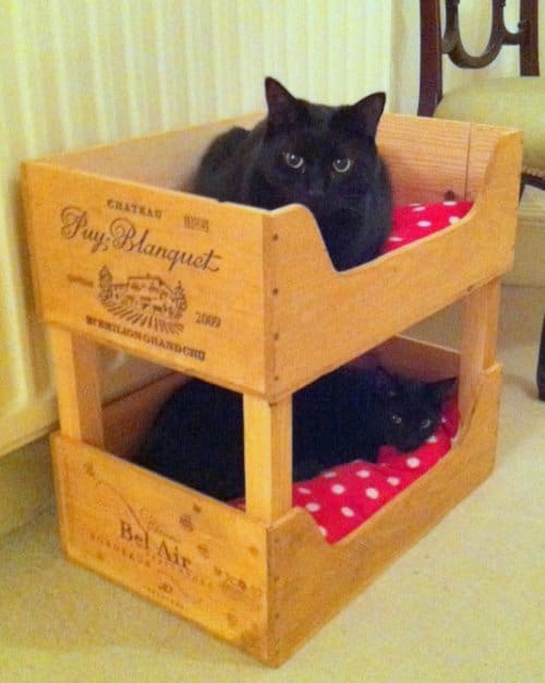 cool cat beds