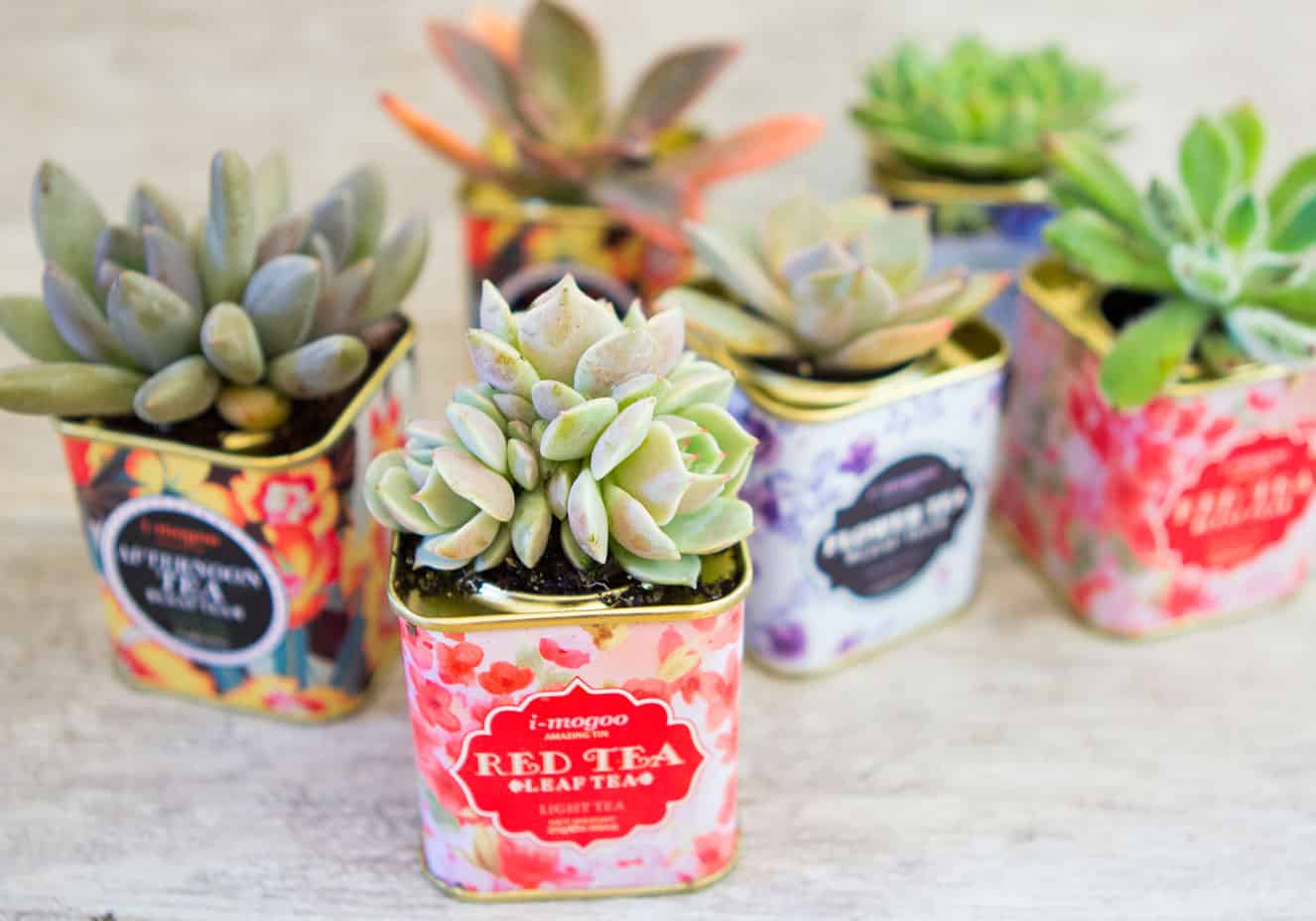 19 Really Amazing Ideas Of Repurposed Succulent Planters 15