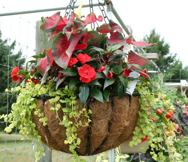 17 Fascinating Examples How To Arrange Hanging Flowers For Your Yard