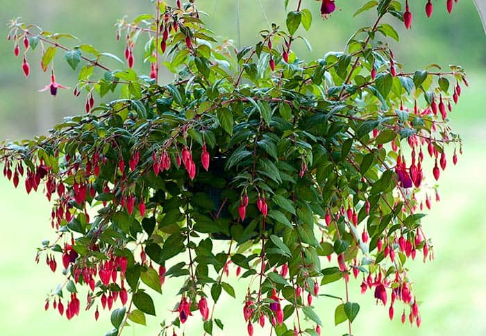 17 Fascinating Examples How To Arrange Hanging Flowers For Your Yard 13