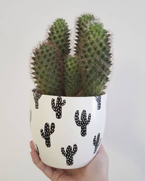 16 Simple Yet Beautiful DIY Cactus Pots That Everyone Can Make 16 Simple Yet Beautiful DIY Cactus Pots That Everyone Can Make