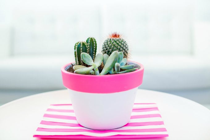 16 Simple Yet Beautiful DIY Cactus Pots That Everyone Can Make 4