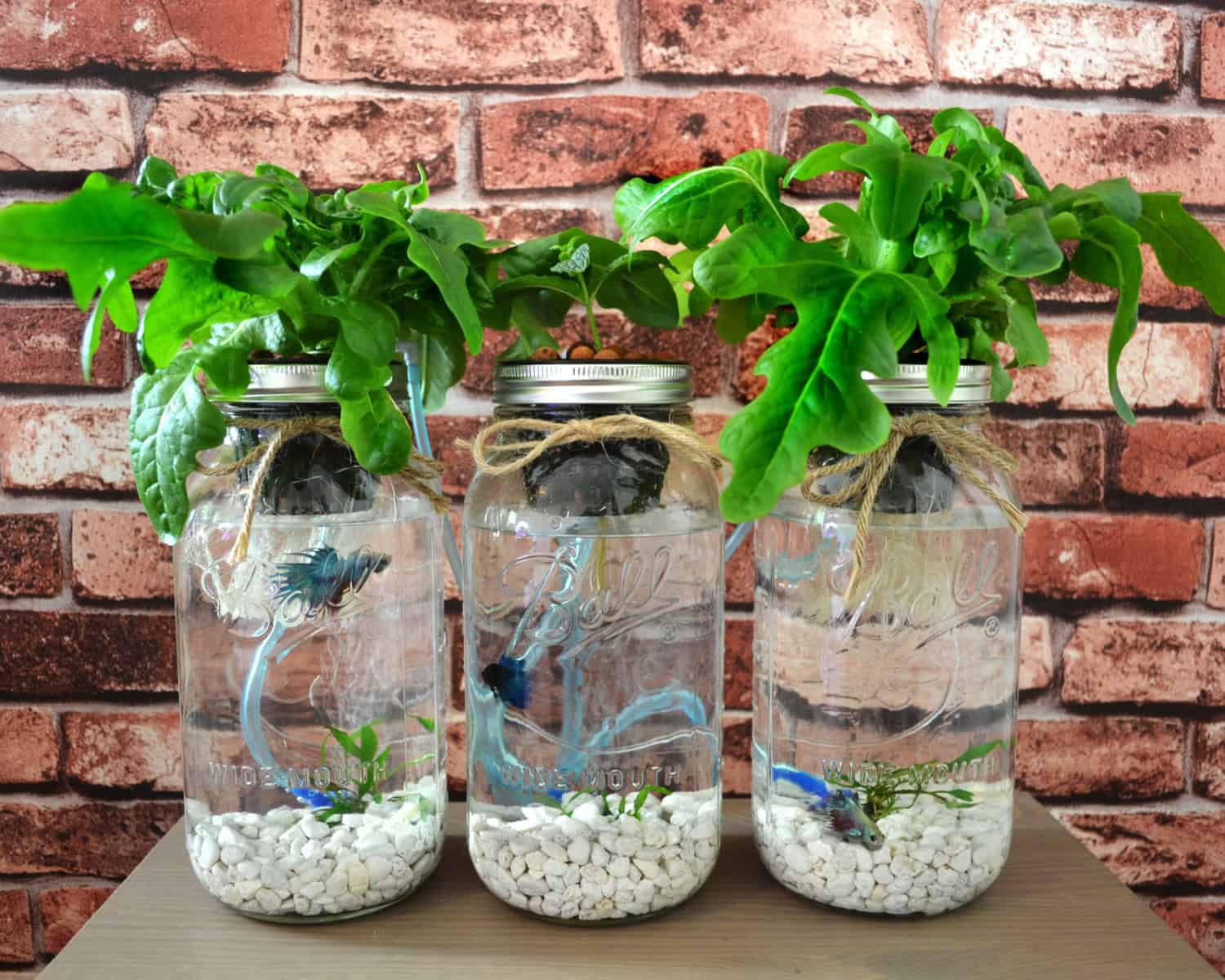 Mason Jar Aquaponics Mason Jar Aquaponics