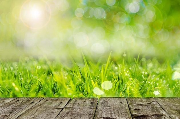 How to Create and Maintain a More Natural Lawn and Garden