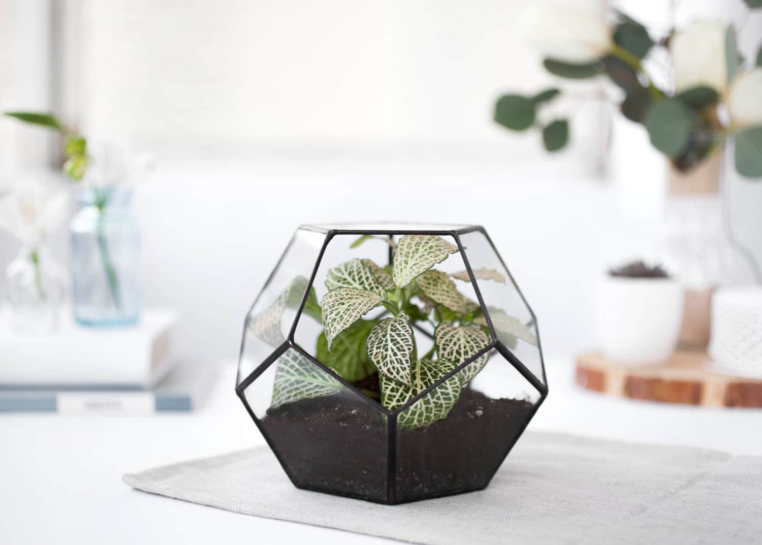 Terrarium Geometric glass Terrarium Geometric glass