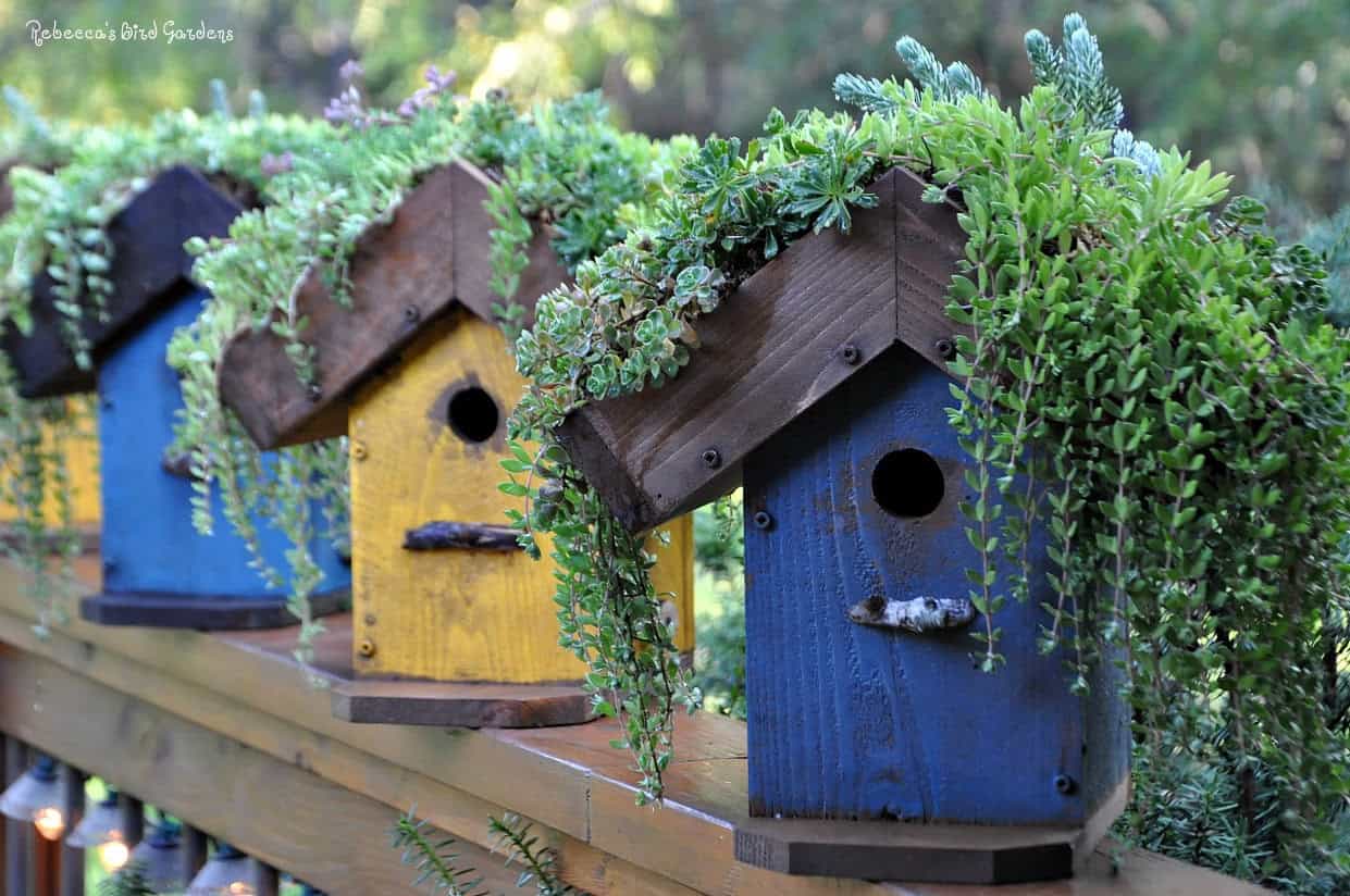 DIY Living Roof Birdhouse DIY Living Roof Birdhouse