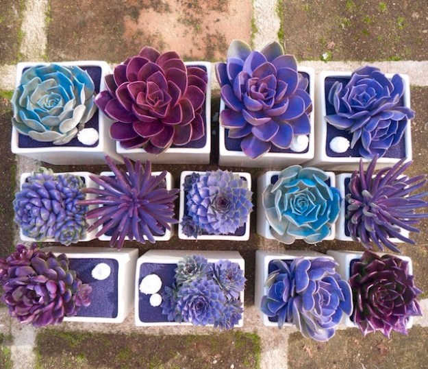 17 Amazing DIY Succulent Crafts That Will Beautify Your Home