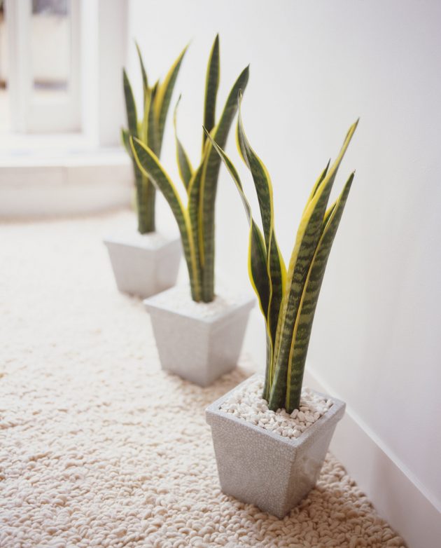 Simple But Efficient Tips For Maintaining Indoor Plants