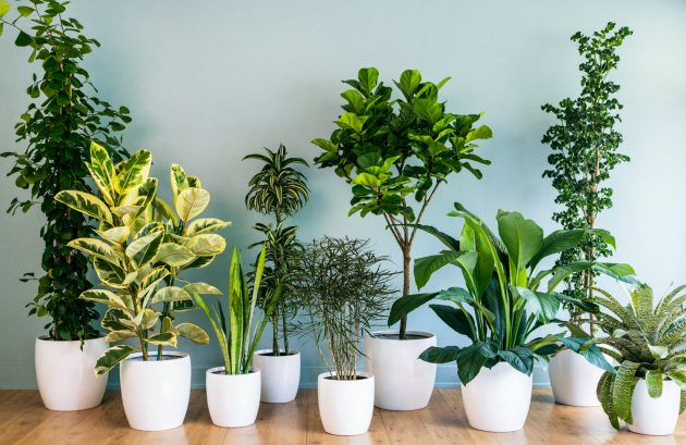 Simple But Efficient Tips For Maintaining Indoor Plants