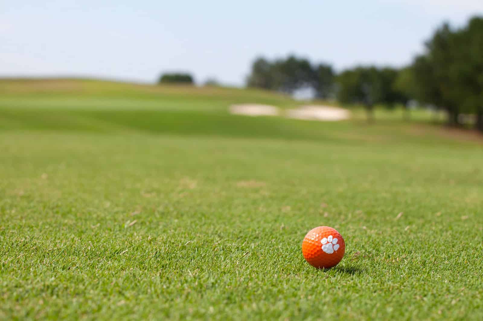 Lawn Language: What Your Turfgrass Is Trying to Tell You