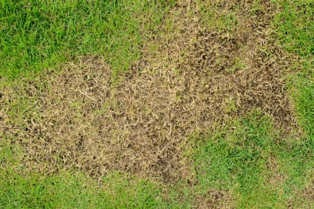 Lawn Language: What Your Turfgrass Is Trying to Tell You