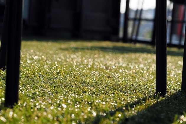 Is Artificial Grass a Good Option for Pet Owners?