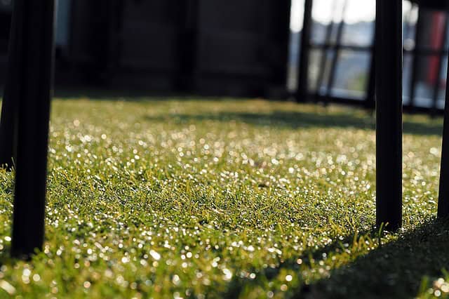 Is Artificial Grass a Good Option for Pet Owners? Is Artificial Grass a Good Option for Pet Owners?