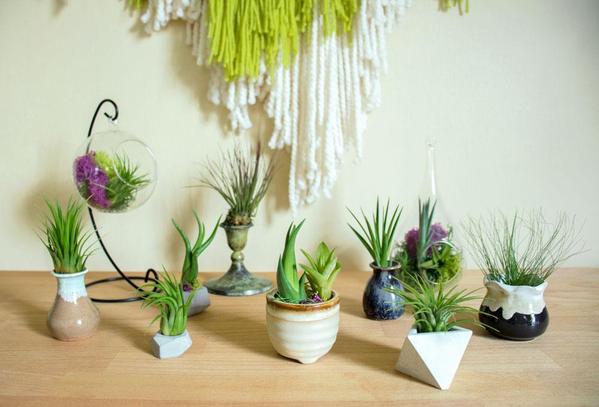 8 Indoor Plants That Are Safe For Your Pets to Spruce Up Your Space