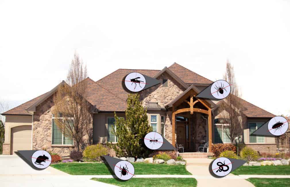 Tips for Eradicating Pests from Your Home