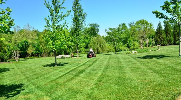 4 Tips to Maintain A Stress-Free Lawn In The Summer