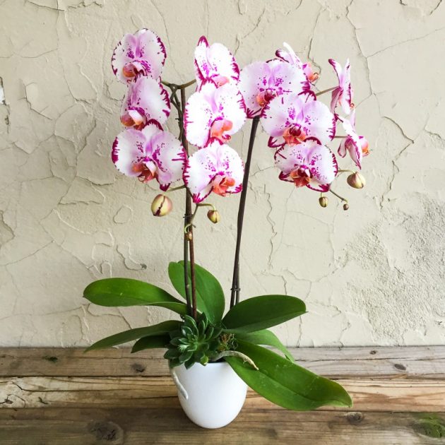 8 Indoor Plants That Are Safe For Your Pets to Spruce Up Your Space