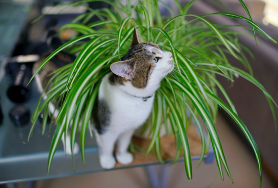 8 Indoor Plants That Are Safe For Your Pets to Spruce Up Your Space