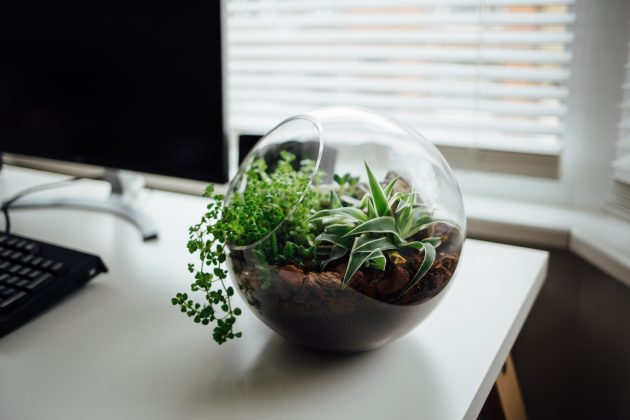 What You Need To Know About Plants In The Office