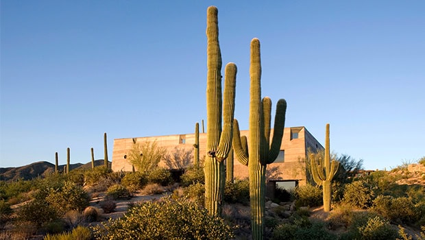 Various large saguaro cacti in a desert landscape surrounding modern minimalist architecture in the Arizona desert.