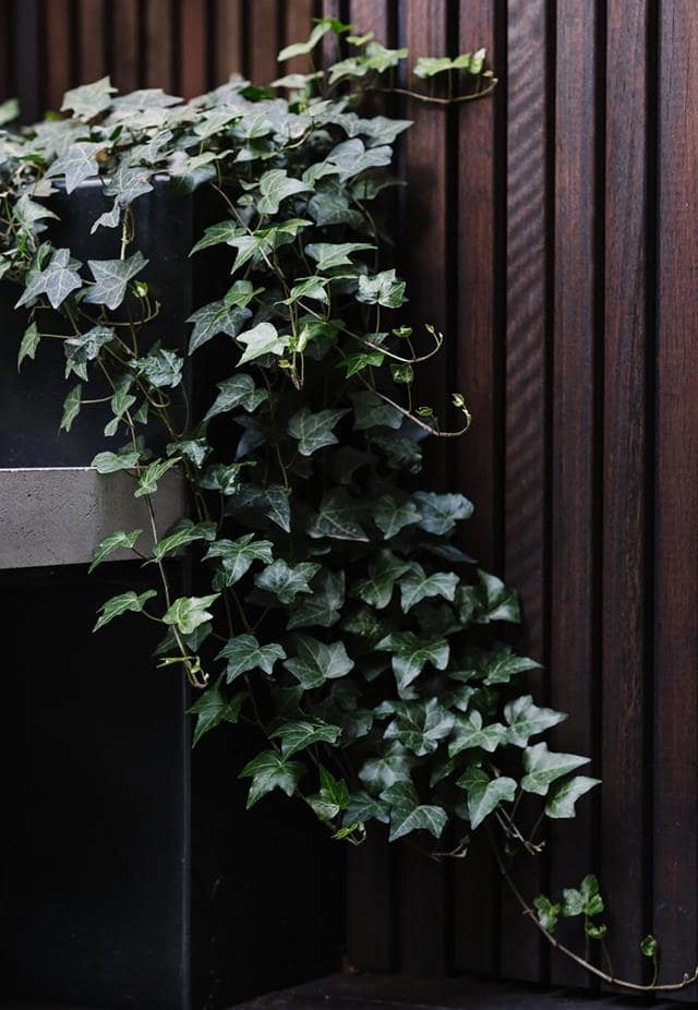 How to Create the Inner-City Terrace Garden Into Your Private Oasis How to Create the Inner-City Terrace Garden Into Your Private Oasis