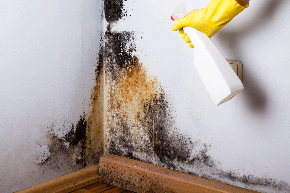 How Can a House Free of Mold and Water Damage Help Your House Value to Rise? How Can a House Free of Mold and Water Damage Help Your House Value to Rise?