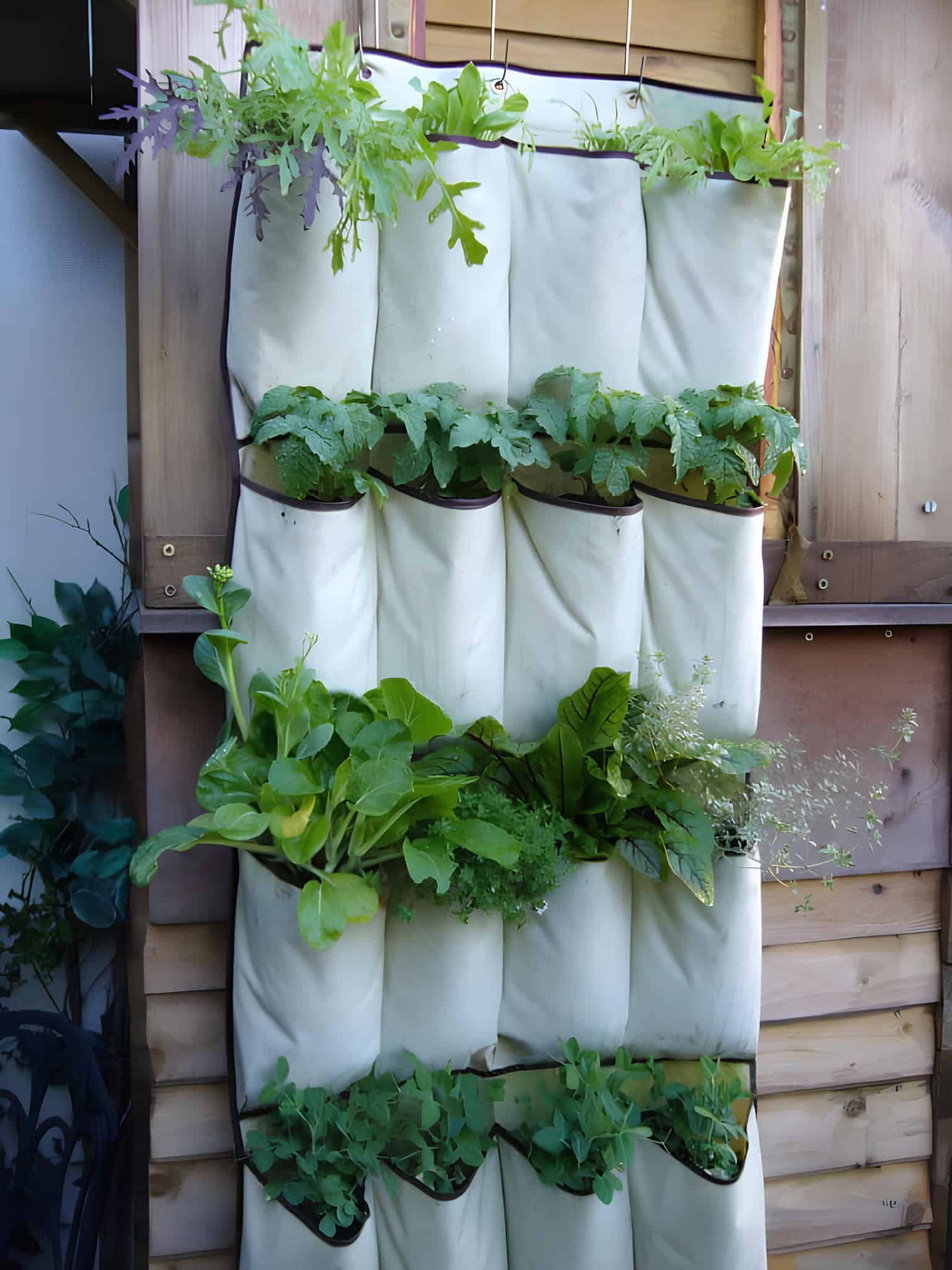 Hanging vertical wall planter with rows of fabric pockets for greens