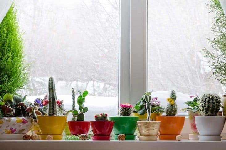 Take Care of Yourself and Your Home With Plants in Winter