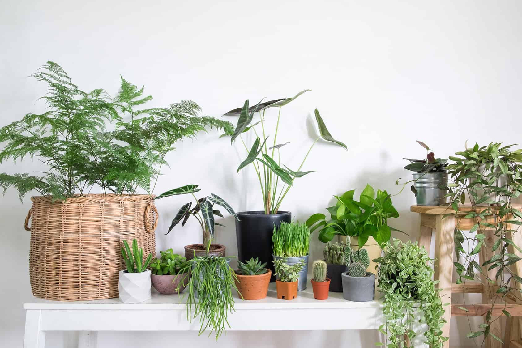 Take Care of Yourself and Your Home With Plants in Winter