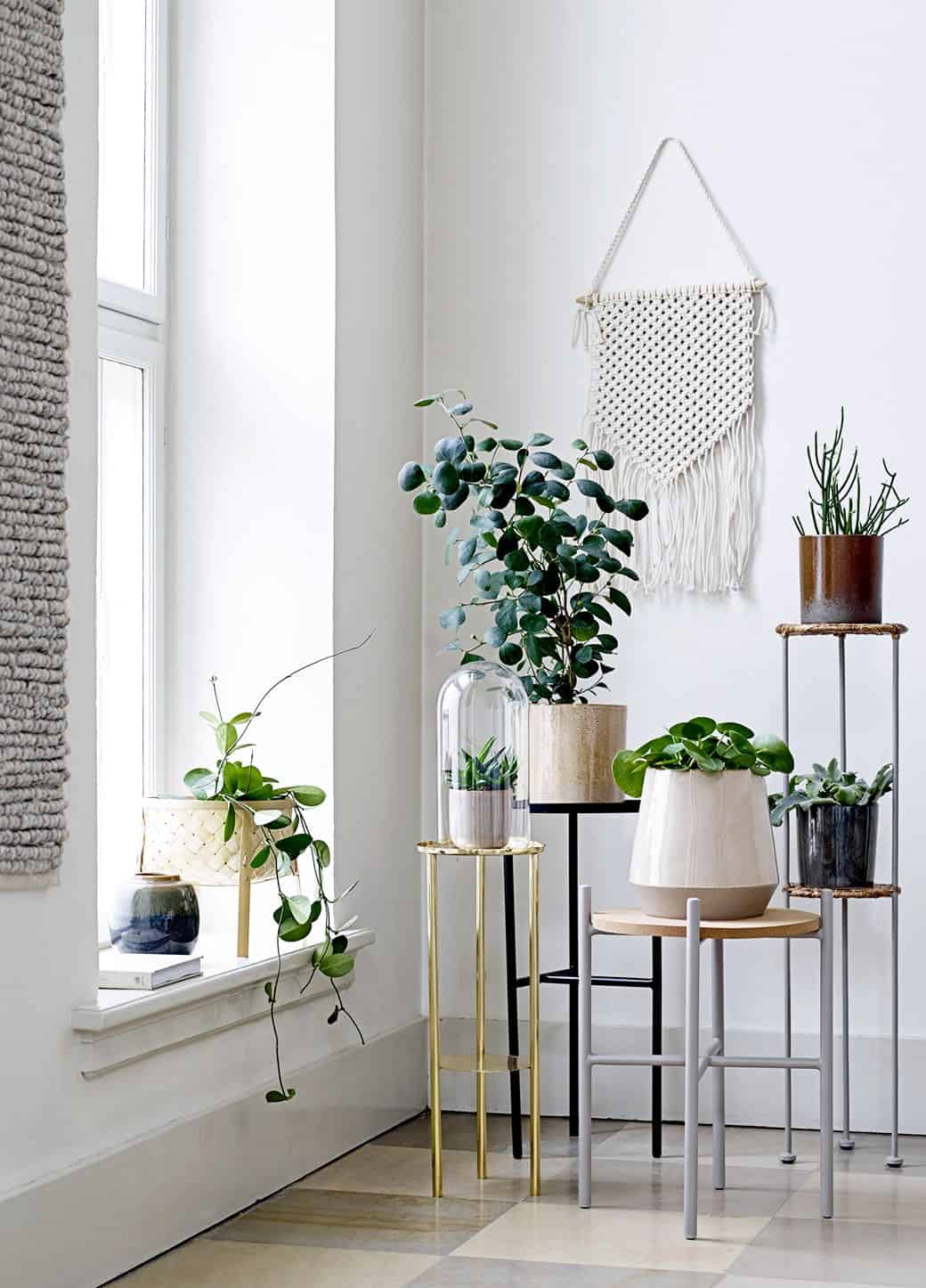 Take Care of Yourself and Your Home With Plants in Winter