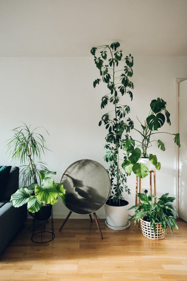 Take Care of Yourself and Your Home With Plants in Winter